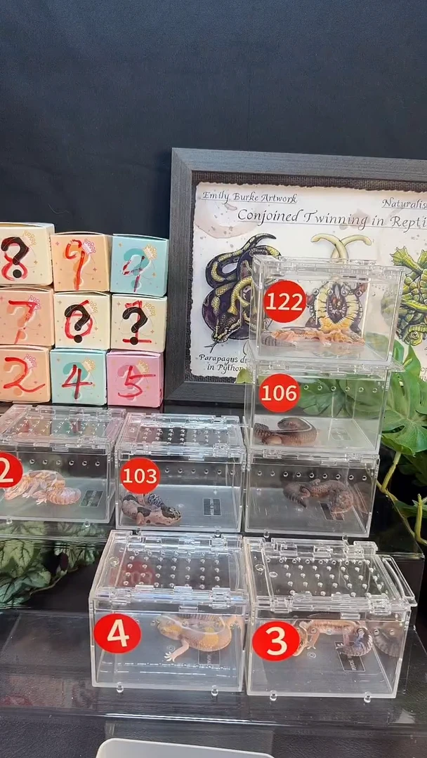 蟋蟀120元皮老板专拍