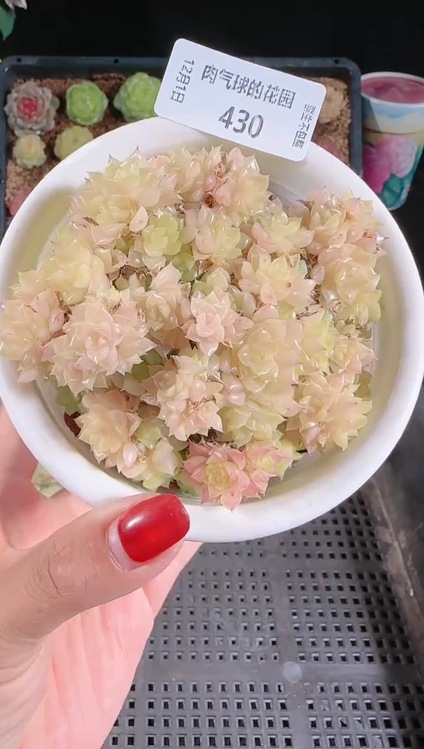 1201-430多肉群生不包整