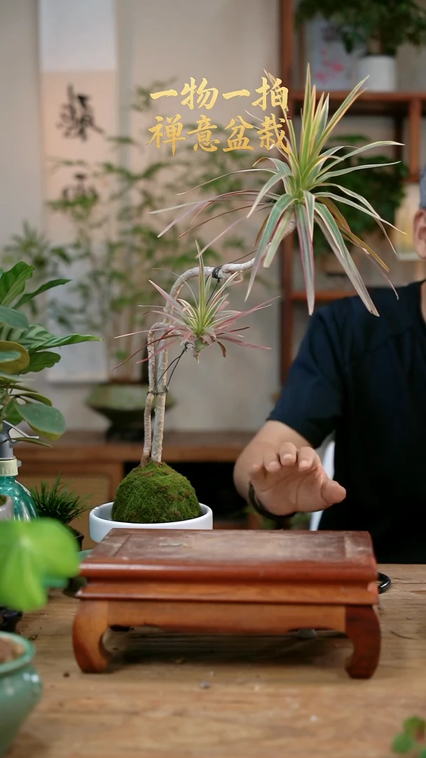 不开花植物L**?千年木424