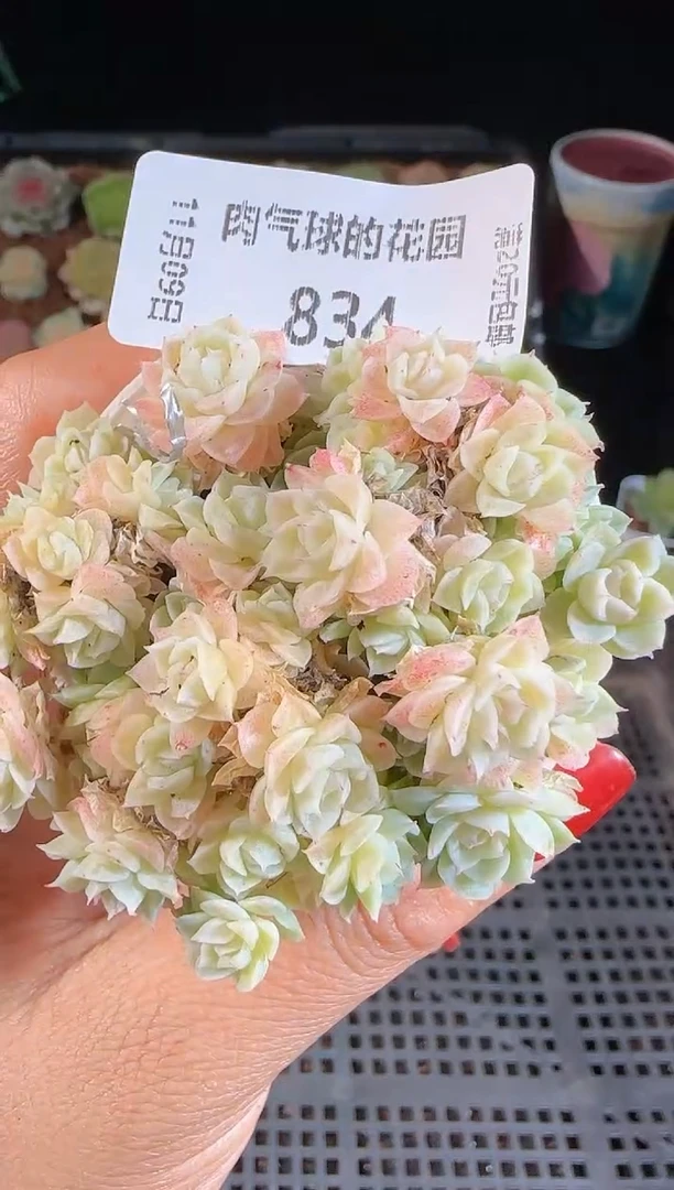 1109-834群生不包整