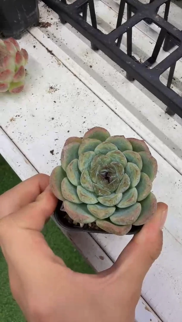 秀珠单头（4-6cm）脱土