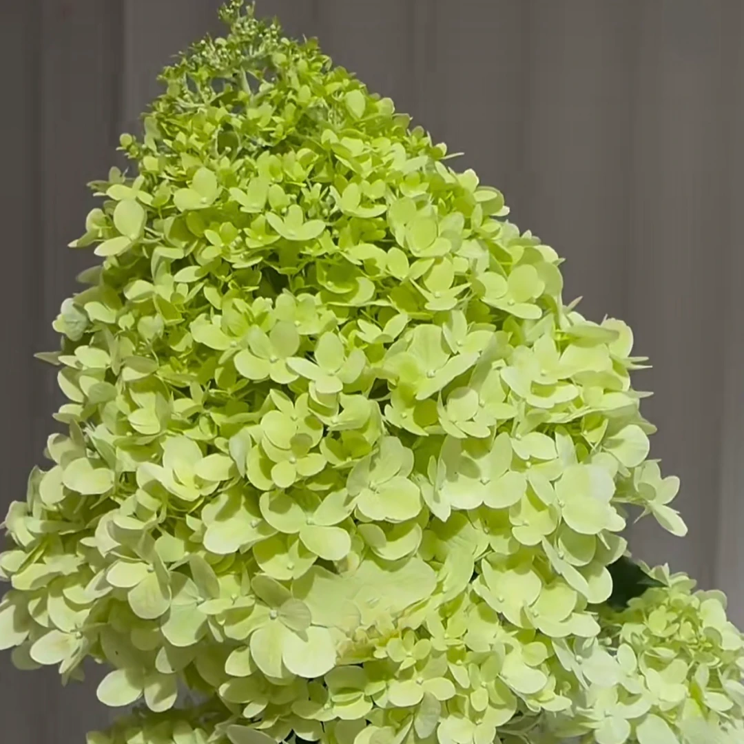 【独鬏鬏优选】A级稀有的[抹茶冰淇淋] 大花头 花型独特 顺丰配送