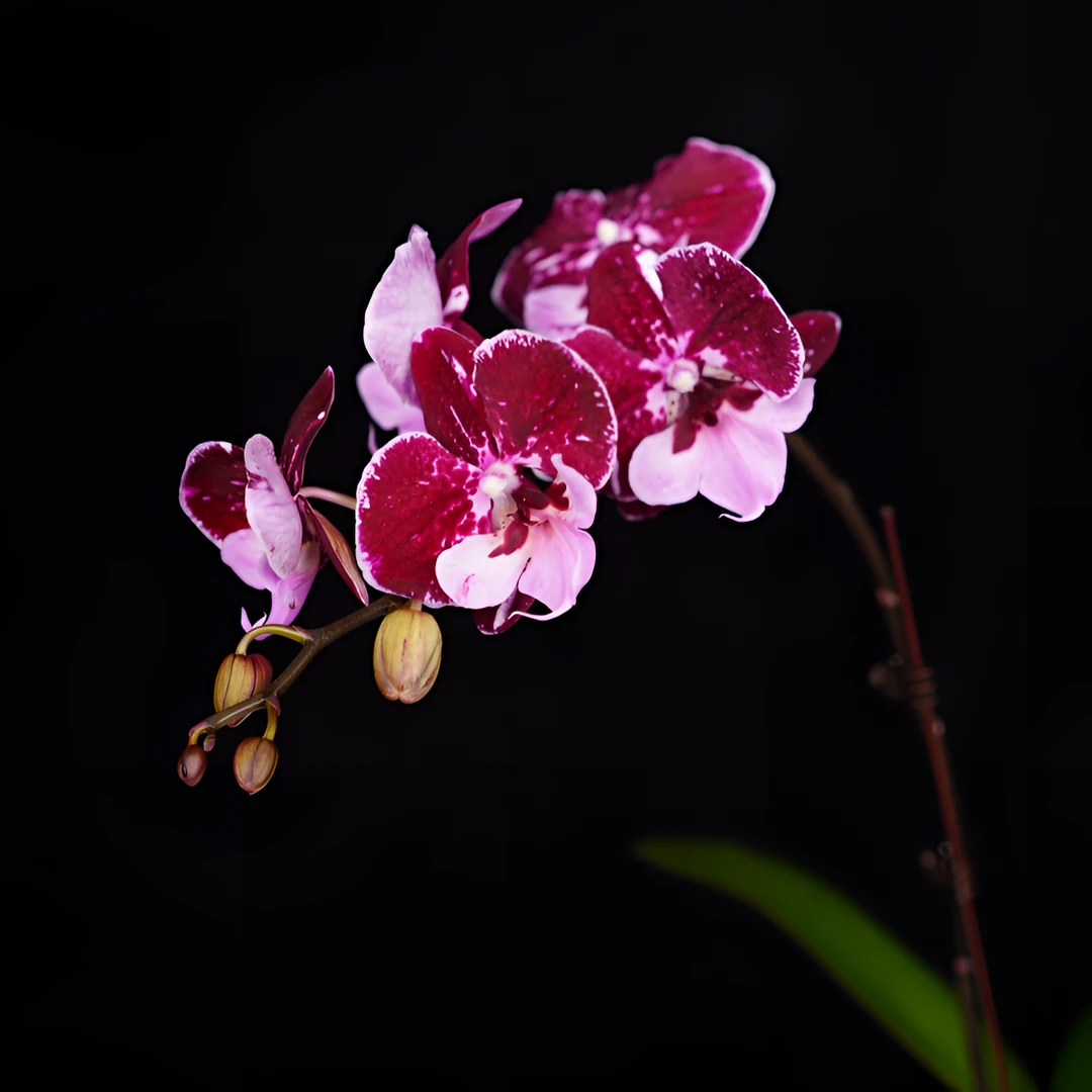 A花遇兰蝴蝶兰3.0寸【米奇乐多 返祖黑色】全花开花株发货