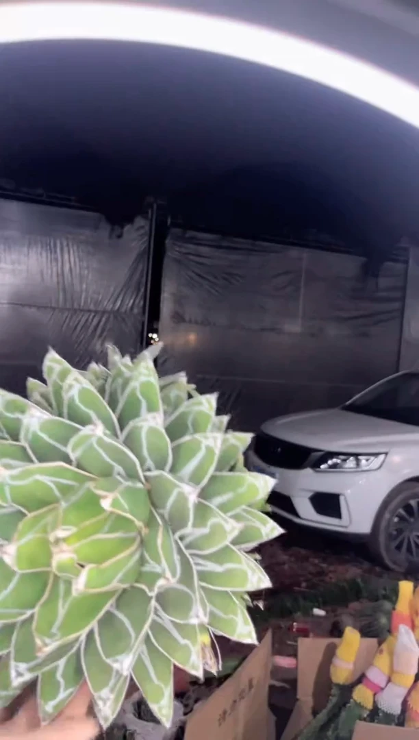 超大 屉之雪 14-18cm