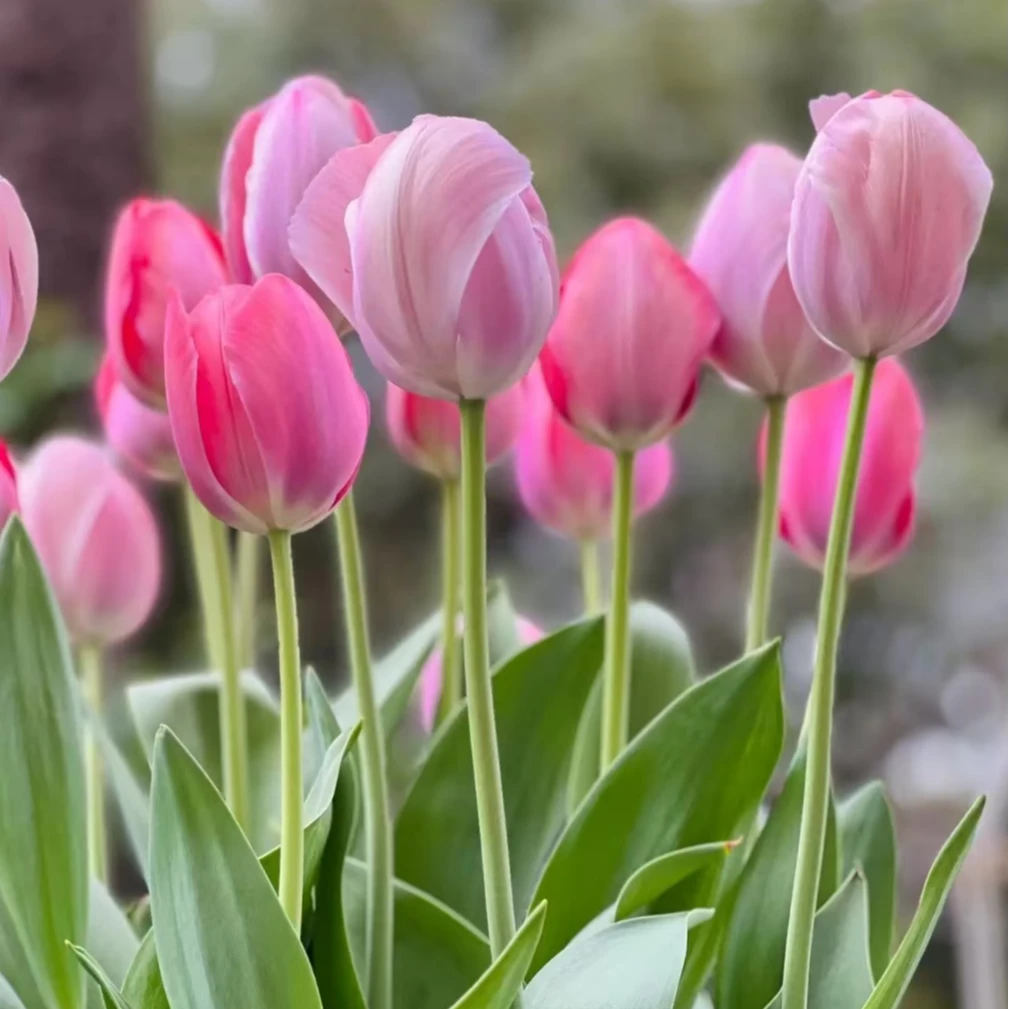 神秘范伊克三球荷兰进口郁金香种球