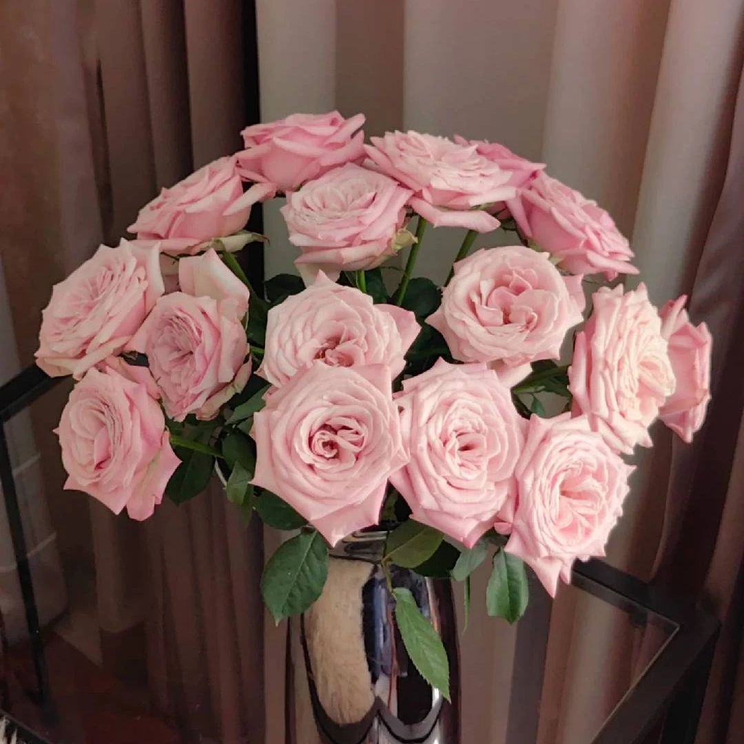 【盼盼鲜花】姆齐娅小姐玫瑰 一单陆运/两单升级冷链 云南鲜花基地