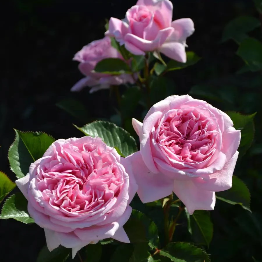 玛丽伦【宏哥月季】  裸根苗 丰花多季开花月季阳台庭院种植