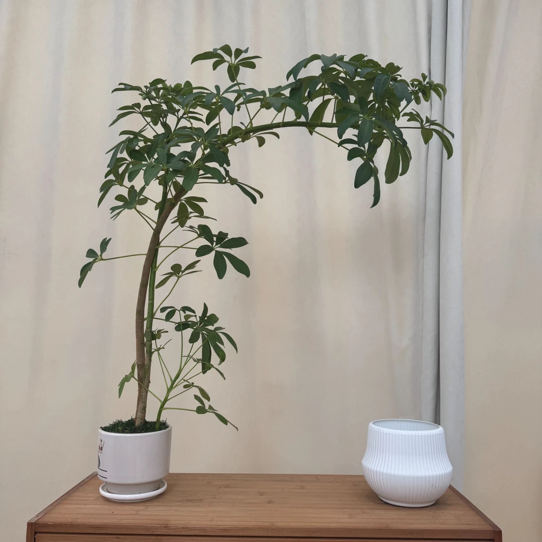 一物一拍八方来财鸭脚木鹅掌柴吉祥树招财树桌面绿植易养造型常青