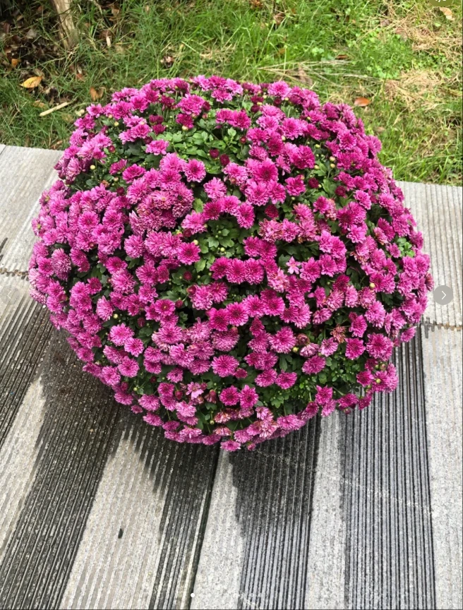【橘色】球菊盆栽千头菊菊耐热花期长带花苞室内外好养