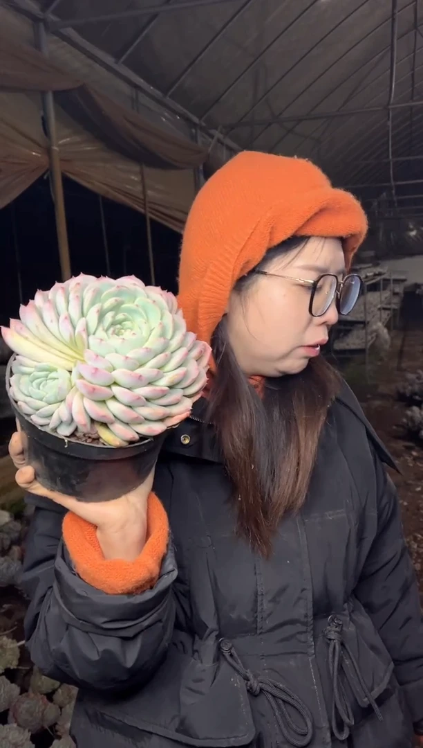 【闪购商品】135-海洋之心带盆土9.99