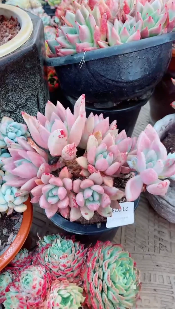 21078多肉植物一物一拍