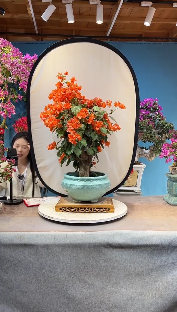 大量花朵（建议范围：8朵-15朵 或40%以上）爱马仕橙