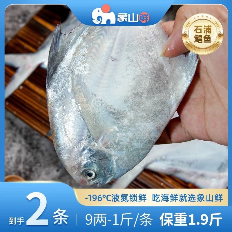 象山鲜东海捕捞大白鲳银鲳鱼液氮锁鲜9两-1斤石浦直发包邮2条清蒸