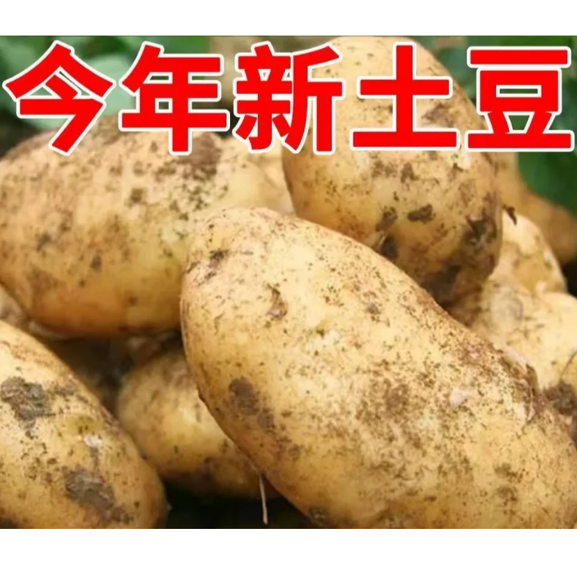 2025新产内蒙沙瓤黄心土豆9斤