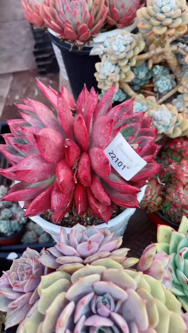 【闪购商品】22101