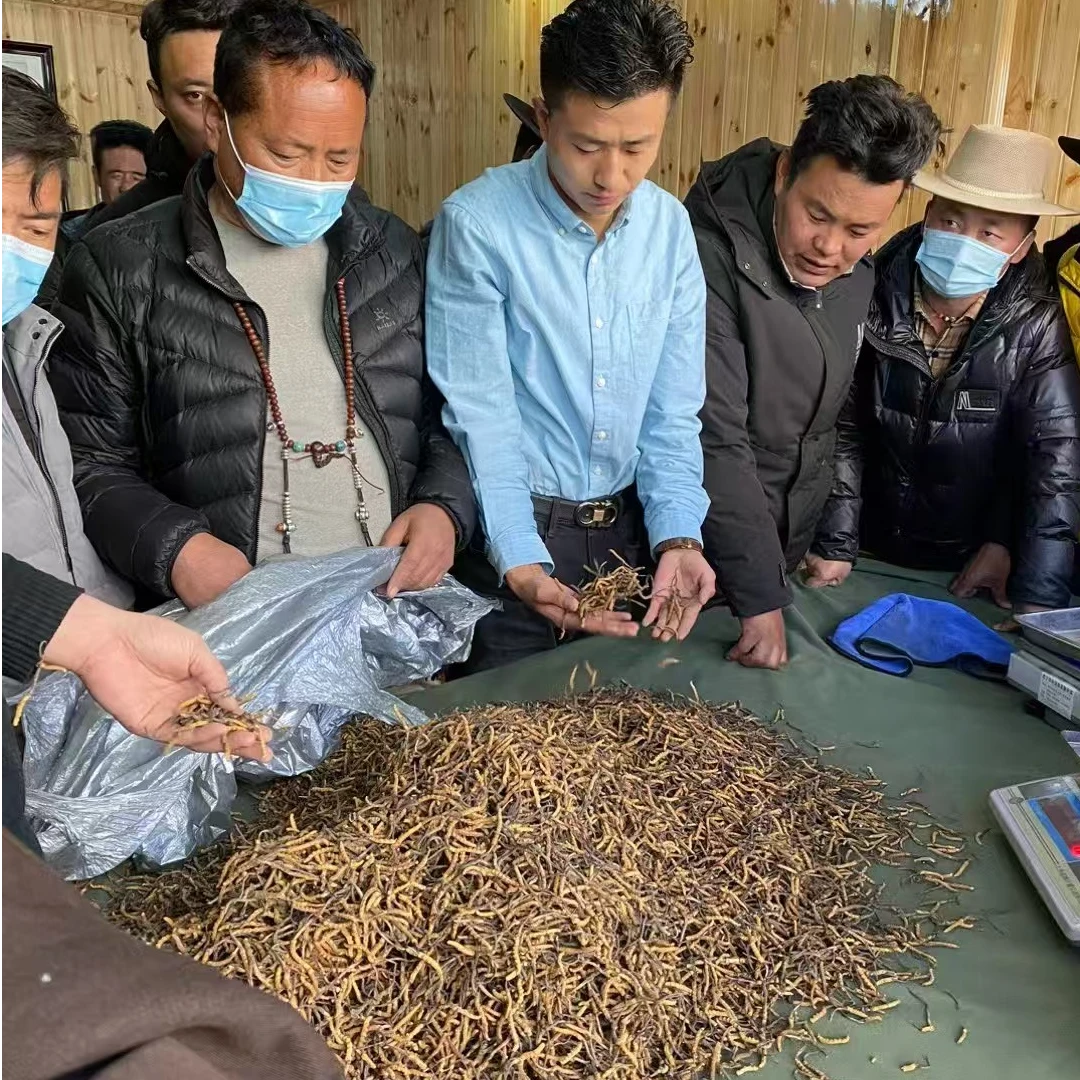 西藏那曲优质冬虫夏草纯根根精选