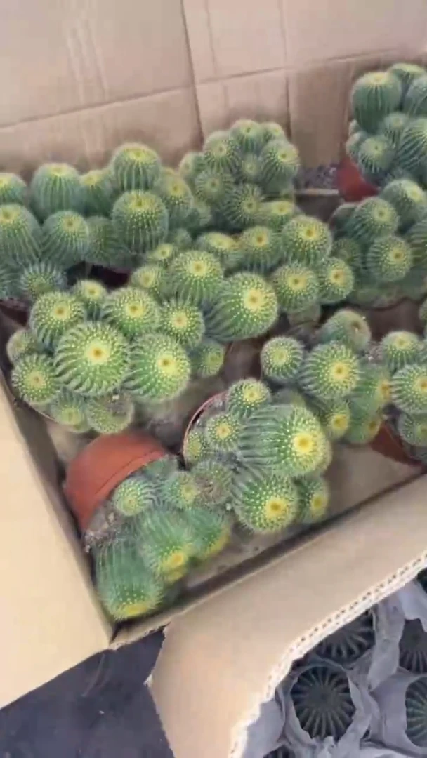 大号 金冠 群生【带根】