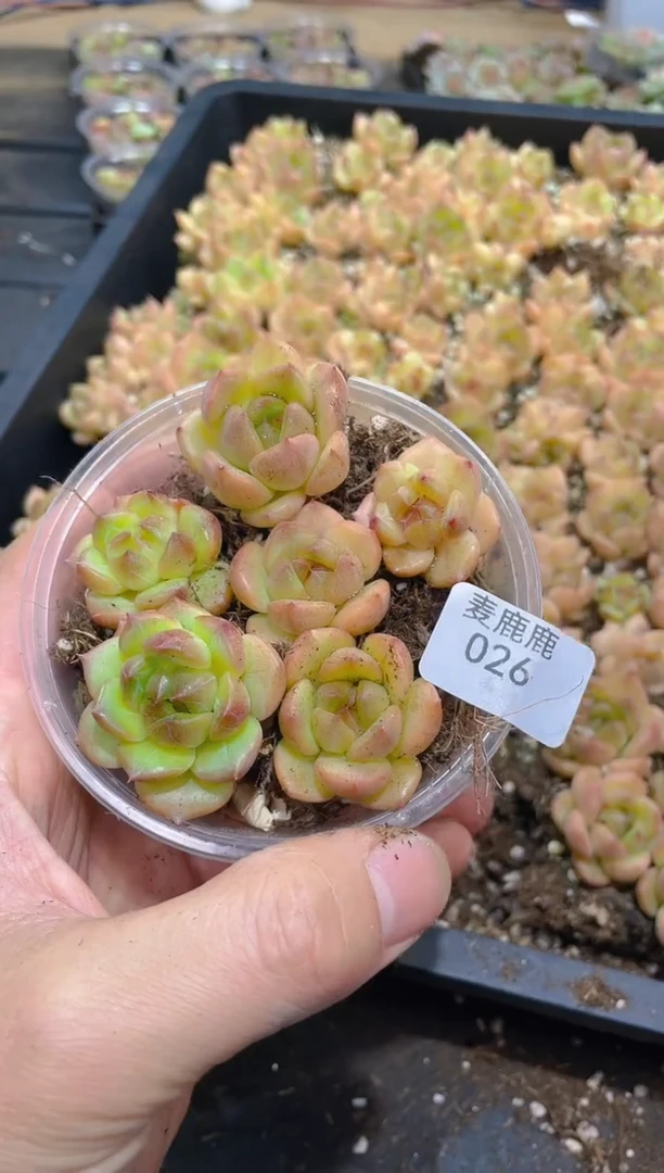 026甜橙晶晶     量拍