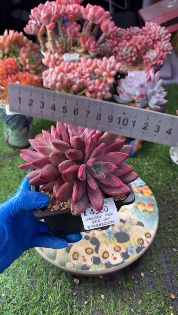 昆明印象多肉4300