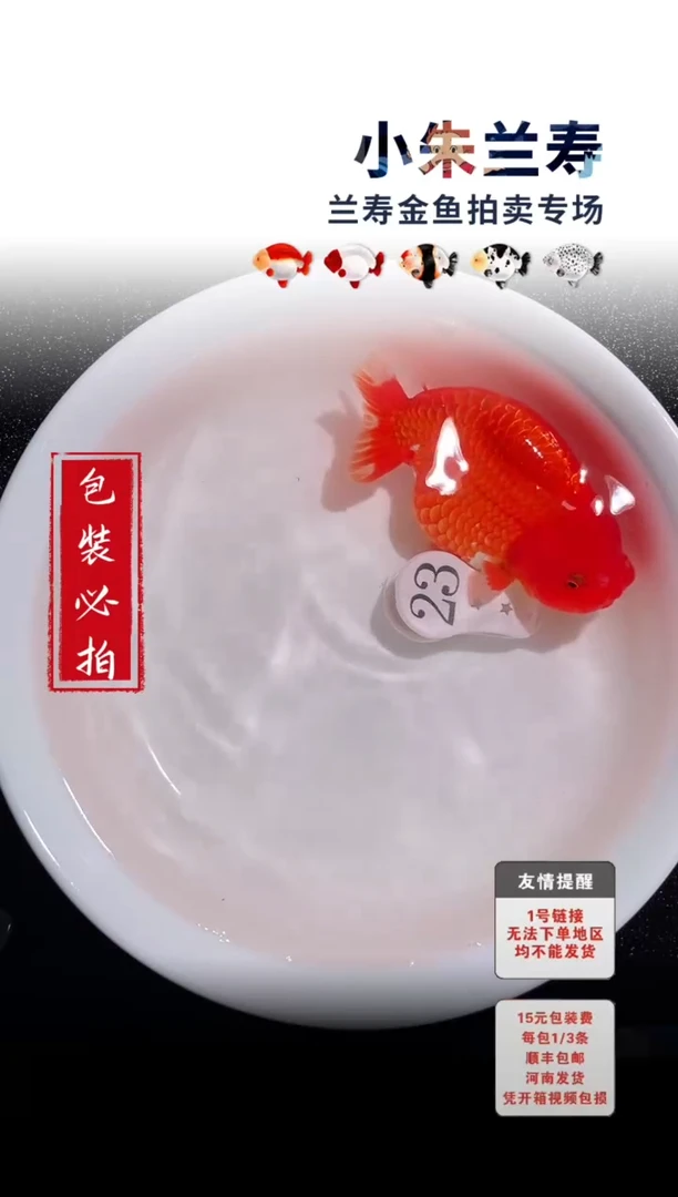 金鱼包装必拍未拍顺丰到付23号