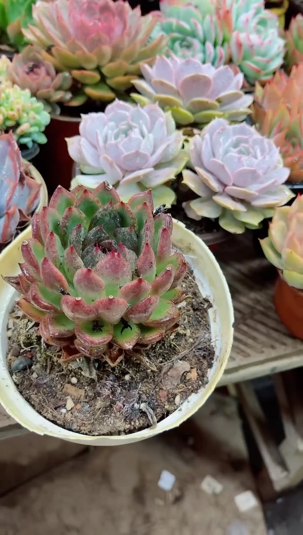 吖*27005多肉植物一物一拍