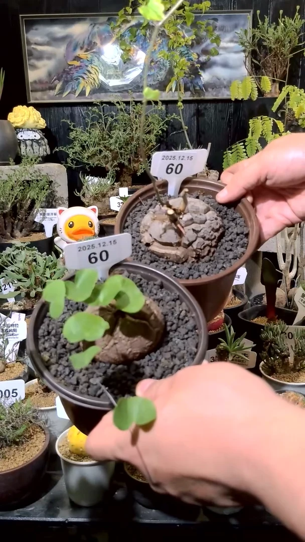 60号1215福利南非龟甲龙买一送一