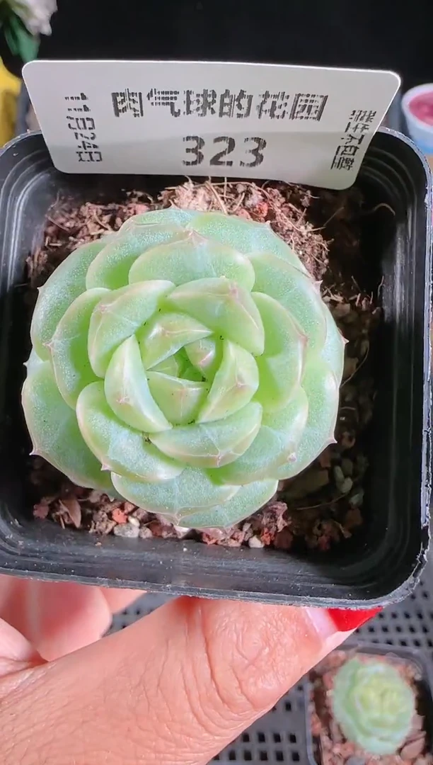 1124-323a29群生不包整