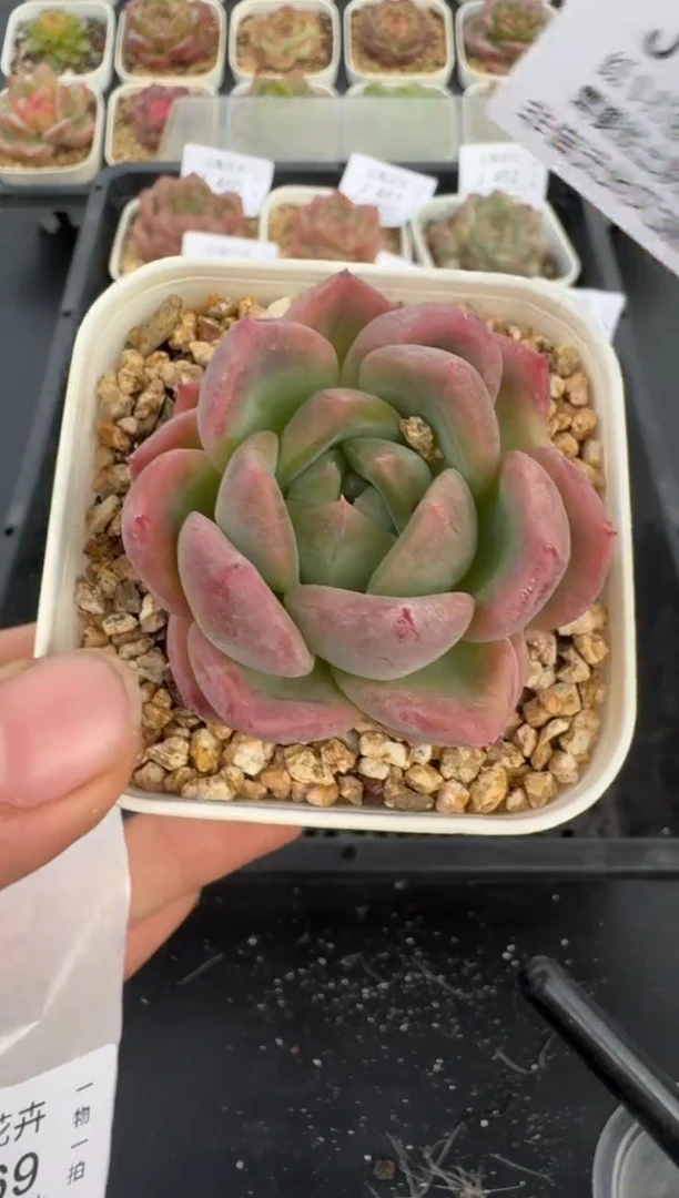 468J云禹多肉植物 带盆土纸巾打包 当天拍3颗包邮