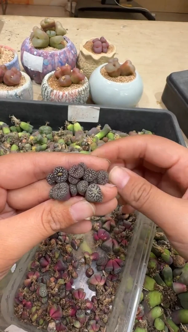 6-174多肉植物肉锥