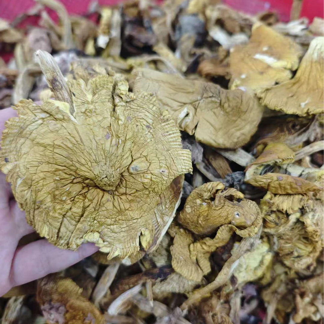 农家自晾晒干菌子黄鸡纵干货菌菇黄鸡纵煲汤炖汤精选