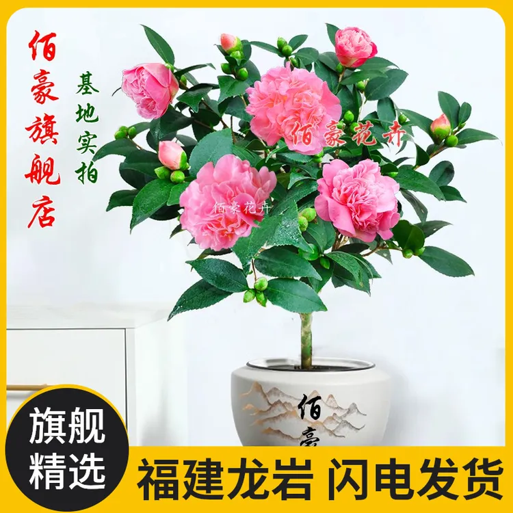 香妃茶花福建山茶花盆栽四季盆景山茶花室内绿植带香味好茶花盆栽