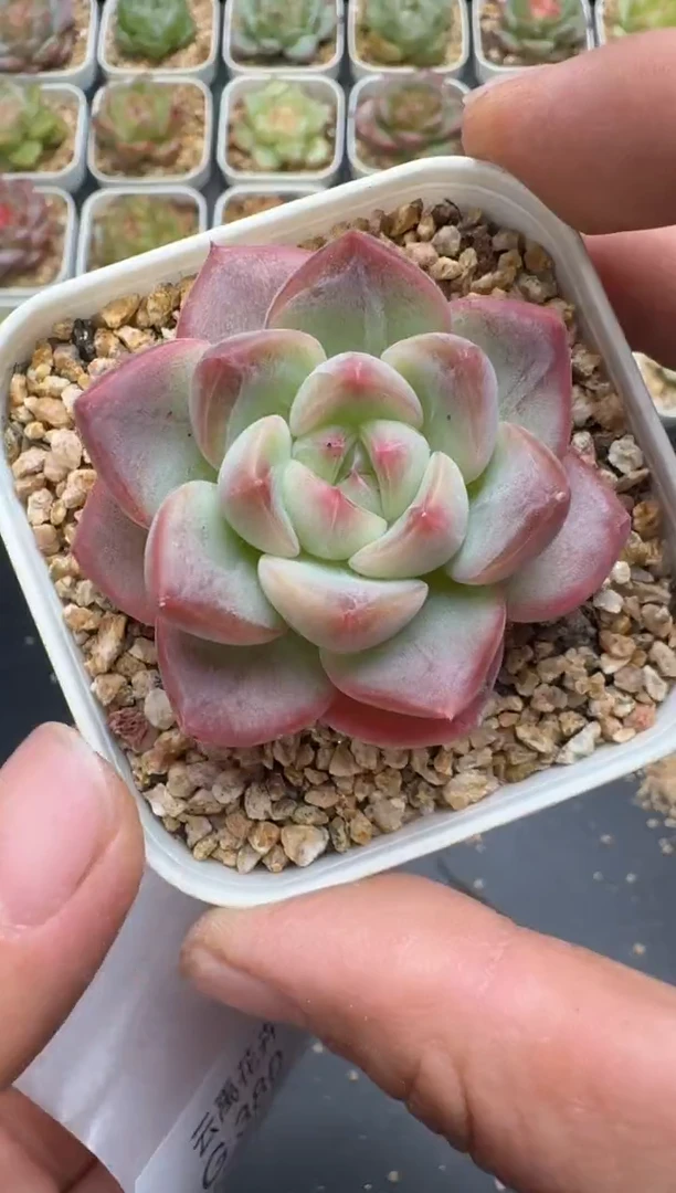 380G云禹多肉植物 脱土纸巾打包 3颗包邮