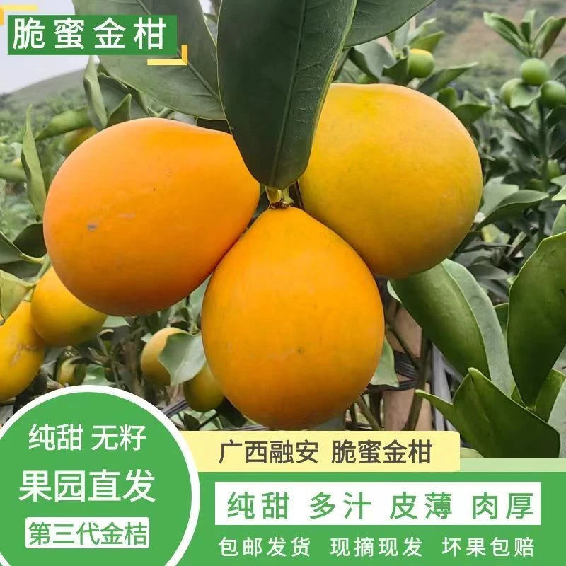 脆蜜金柑广西融安金桔第三代脆蜜金桔皮薄多汁甜度高果园现摘新鲜