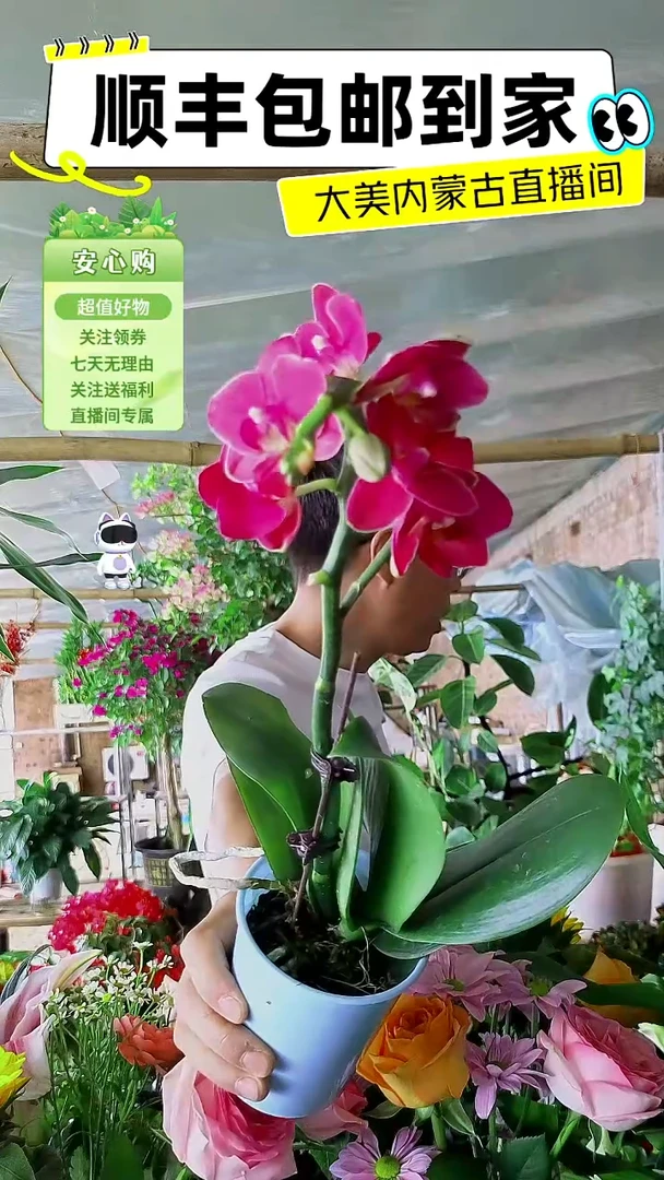 完全开放紫色蝴蝶兰