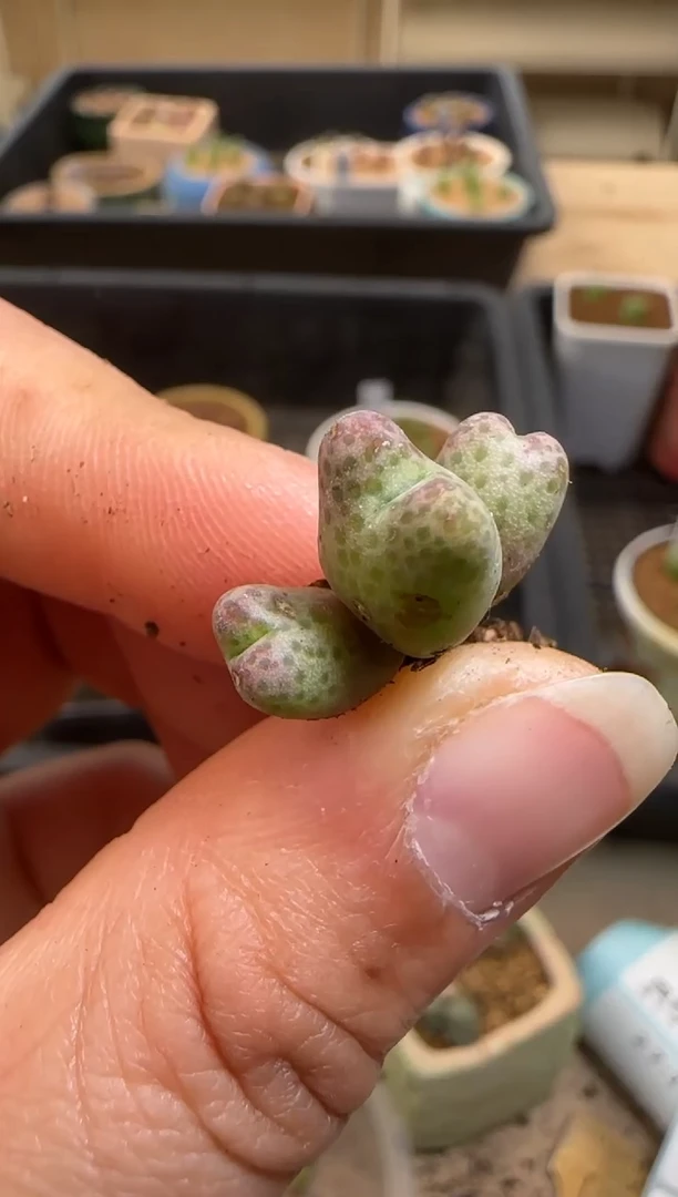 【闪购商品】7-105