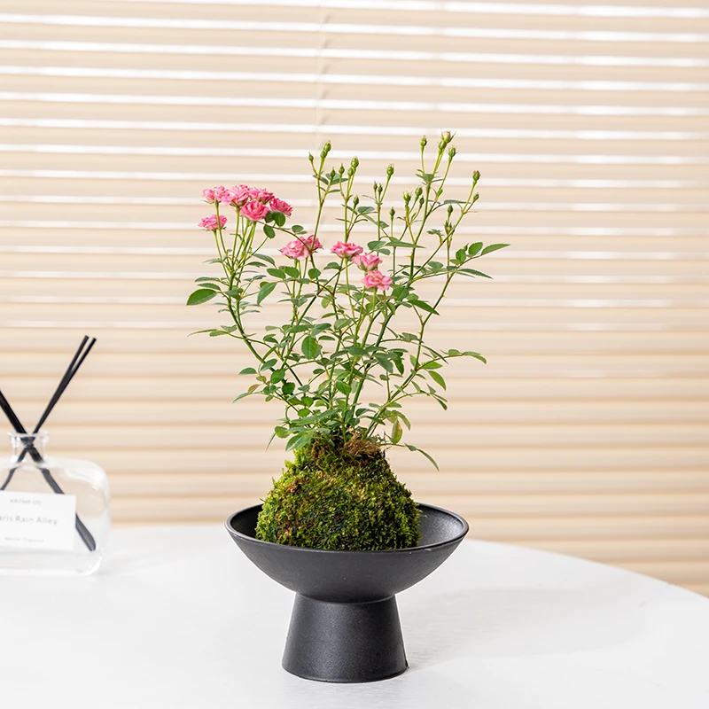 带花四季开花迷你超微型月季玫瑰姬月季苔藓球阳台窗台桌面绿花卉