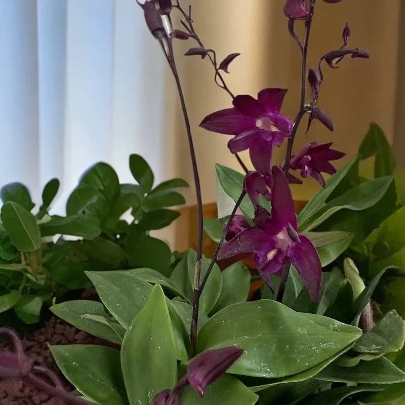 【002/巫蛊女王】暗紫色带花苞澳洲石斛清香型花卉绿植盆栽基地直发