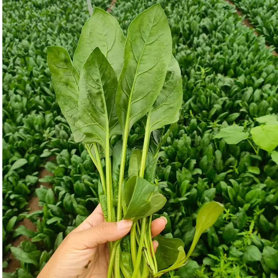 现拔现发【本地绿叶秋天菠菜】净重3斤京东包邮到家菠菜
