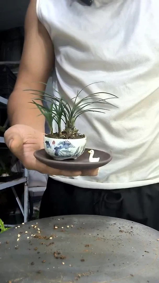 淡***味中青园艺一物一拍439