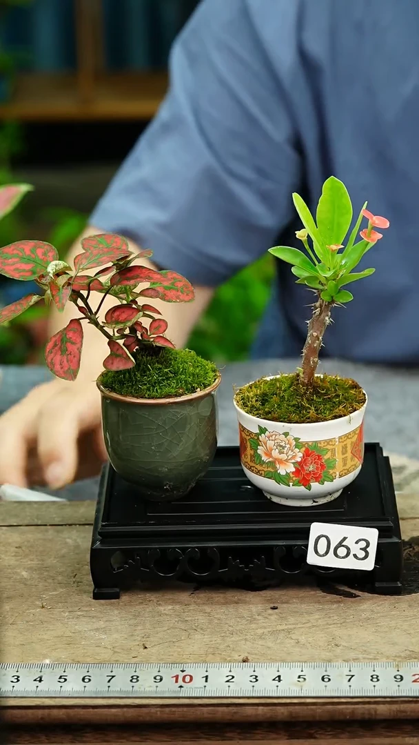 无花朵苔藓微景观063号