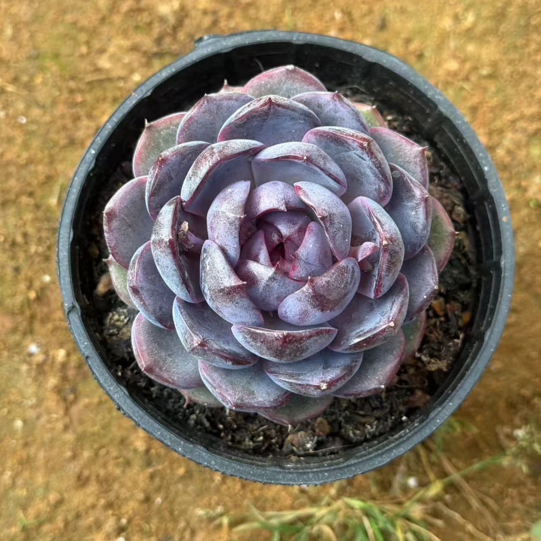 8#蓝莓多肉植物  前男友精品多肉