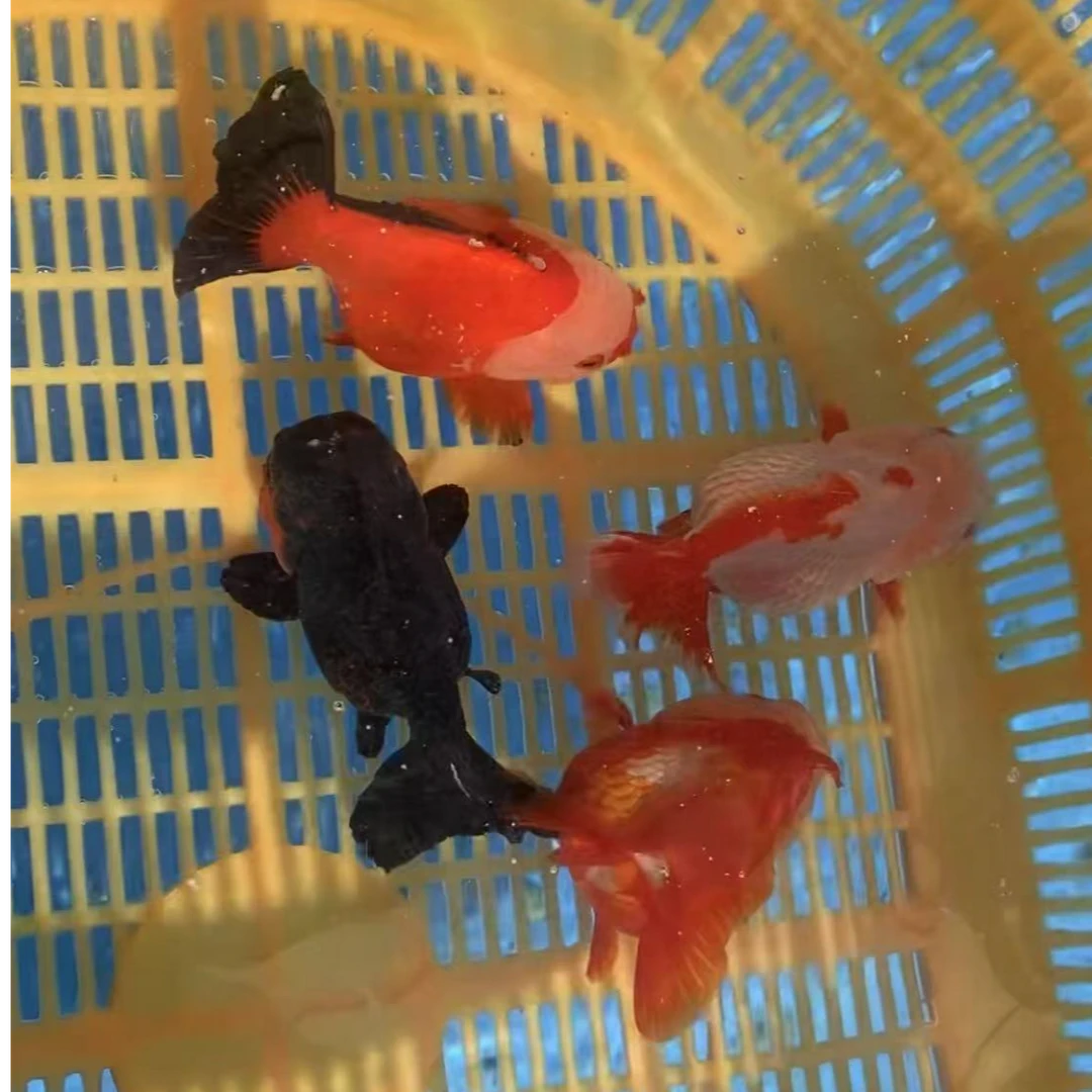 强哥渔场金鱼（运输中不接受退换 活体不得拒收）