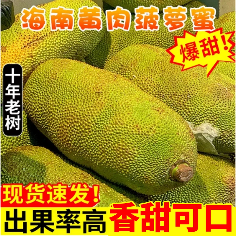 [顺丰发货]海南三亚菠萝蜜 黄肉干苞新鲜热带水果8-60斤