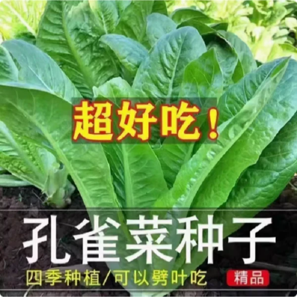 【全店满5包包邮】孔雀菜种子四季种植生吃脆甜直立孔雀菜盆栽大田