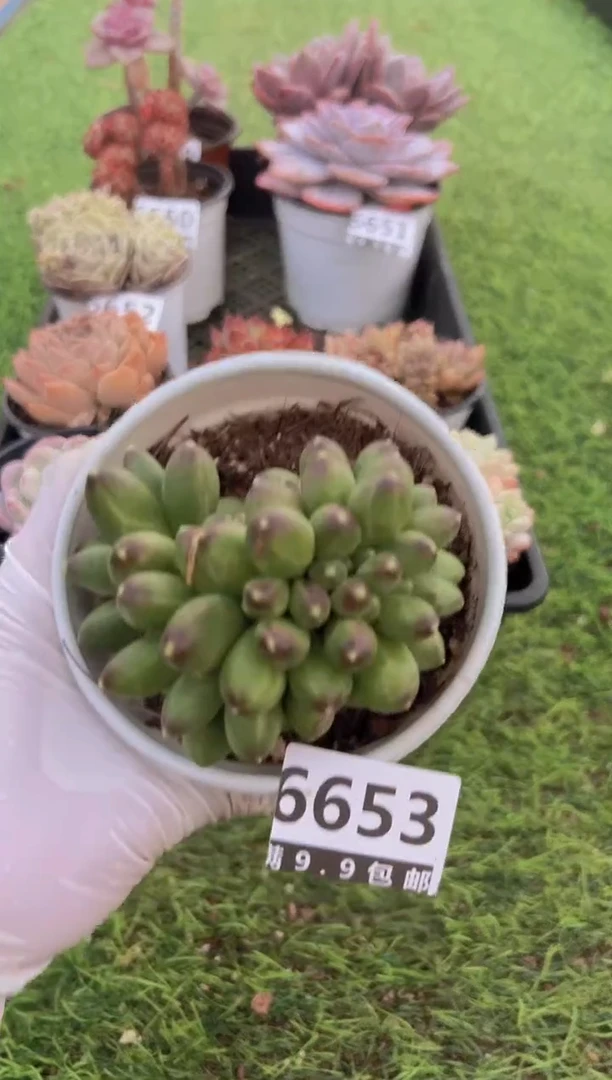 【闪购商品】信福多肉一物一拍