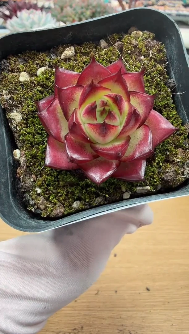 东云多肉园二店-55