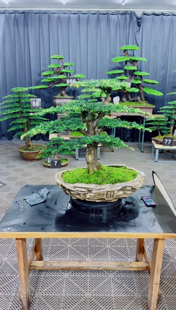 无花朵迎客松111松树盆景