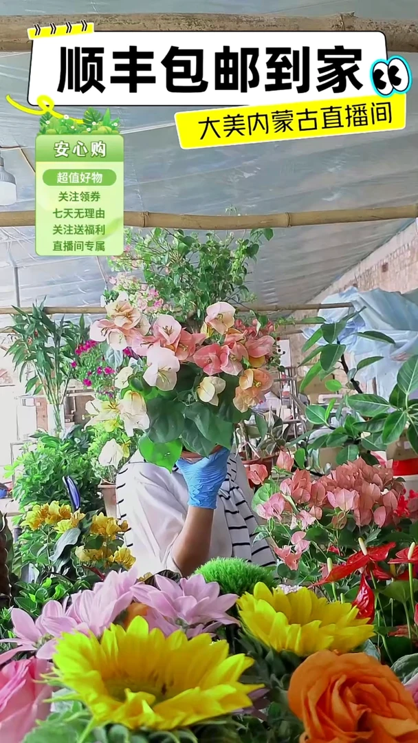 完全开放皇后三角梅