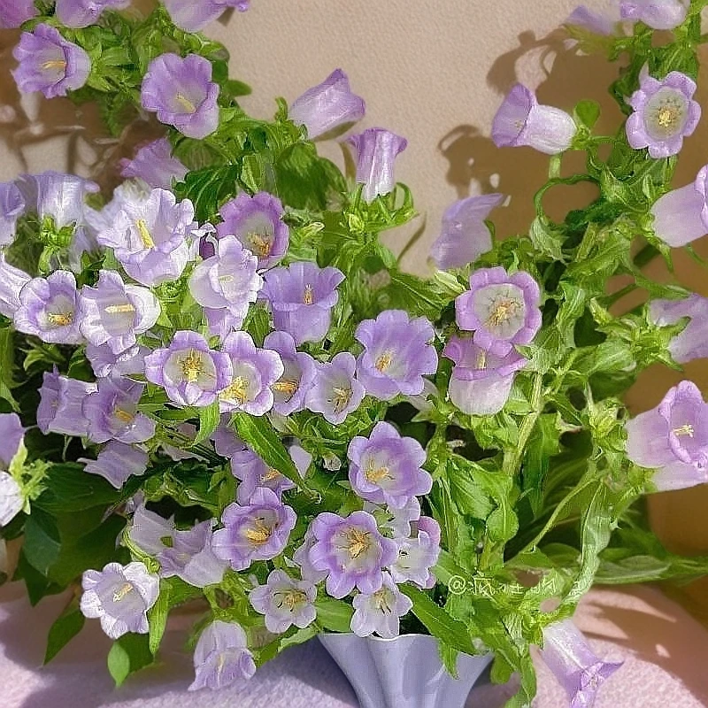 源头优选风铃一单圆通任意两单顺丰京东发货后不支持退款