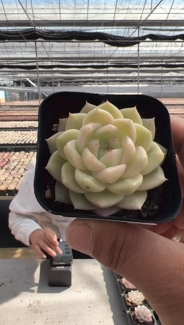 【闪购商品】新款多肉-121